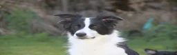 Border Collie dogs for sale: Litter expected June/July 2026 - Advert 3