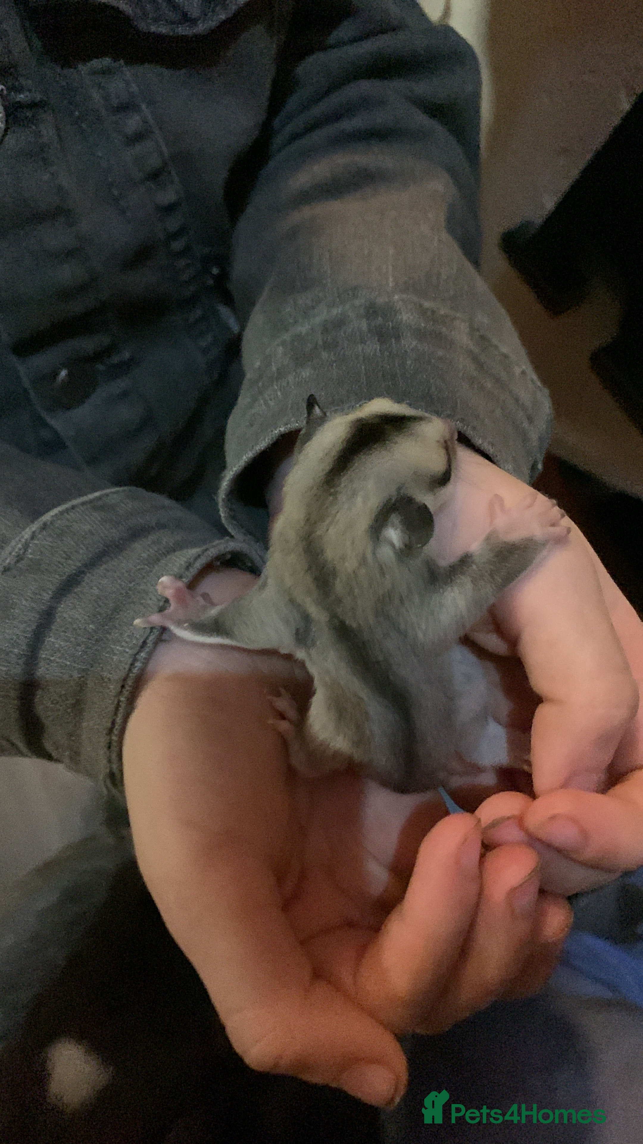 Sugar Glider rodents Leu gliders - Advert 1