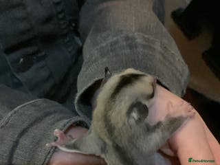 Sugar Glider rodents Leu gliders - Advert 15