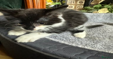 Mixed Breed cats - Advert 9