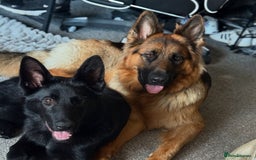 German Shepherd dogs for sale: Black female GSD 7month  - Image 6