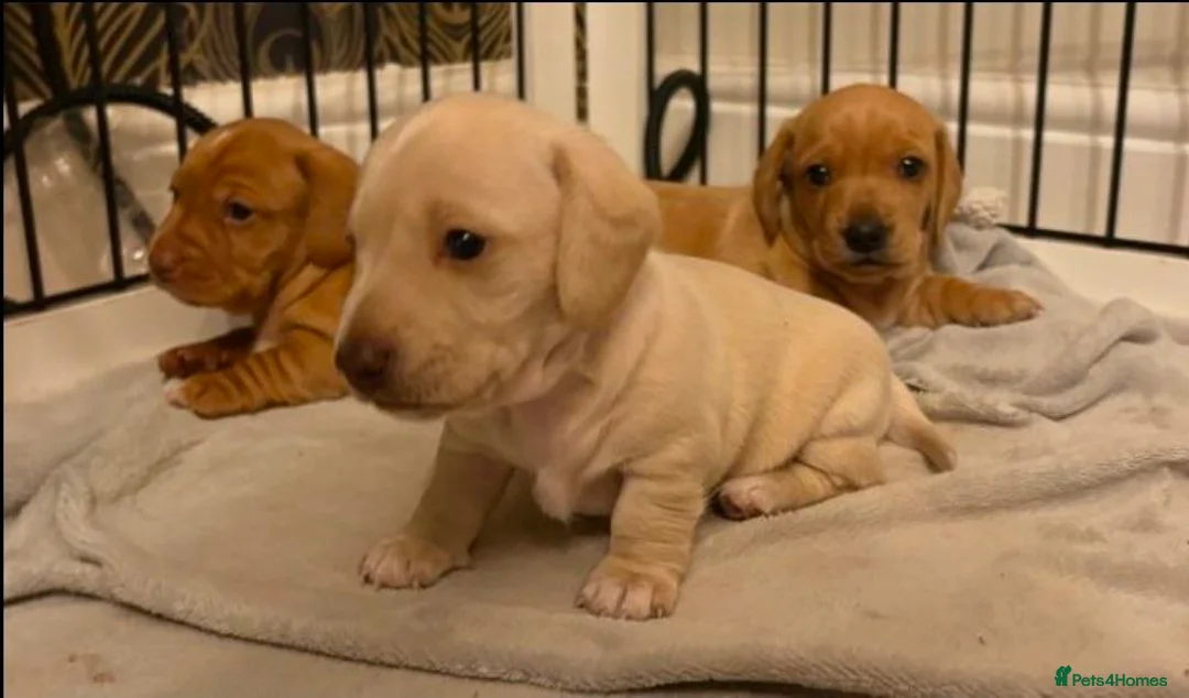 Miniature Dachshund dogs for sale: Adorable Miniature Dachshund Puppies - Advert 1
