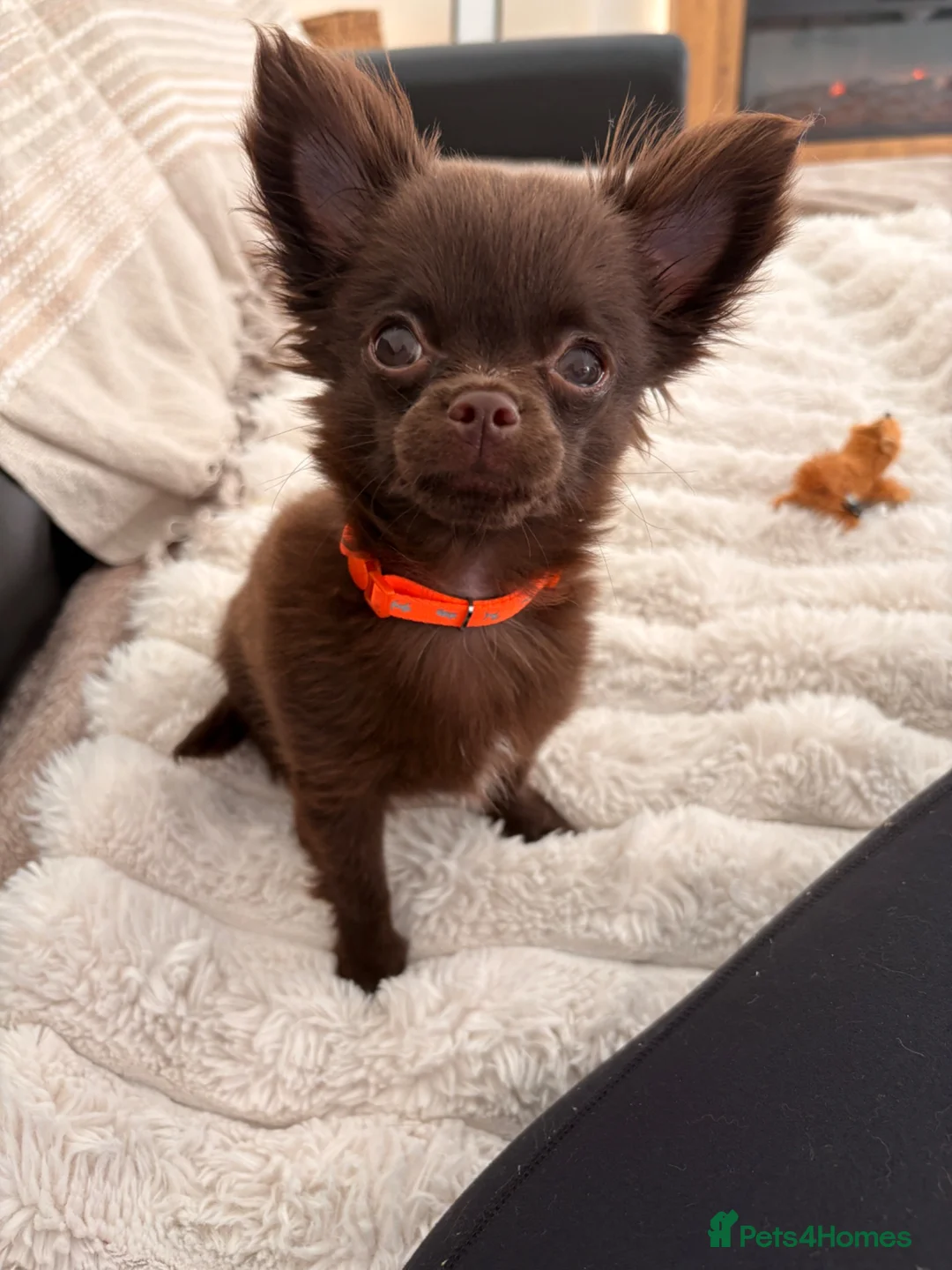 Chihuahua dogs for sale: Chocolate chihuahua  - Advert 1