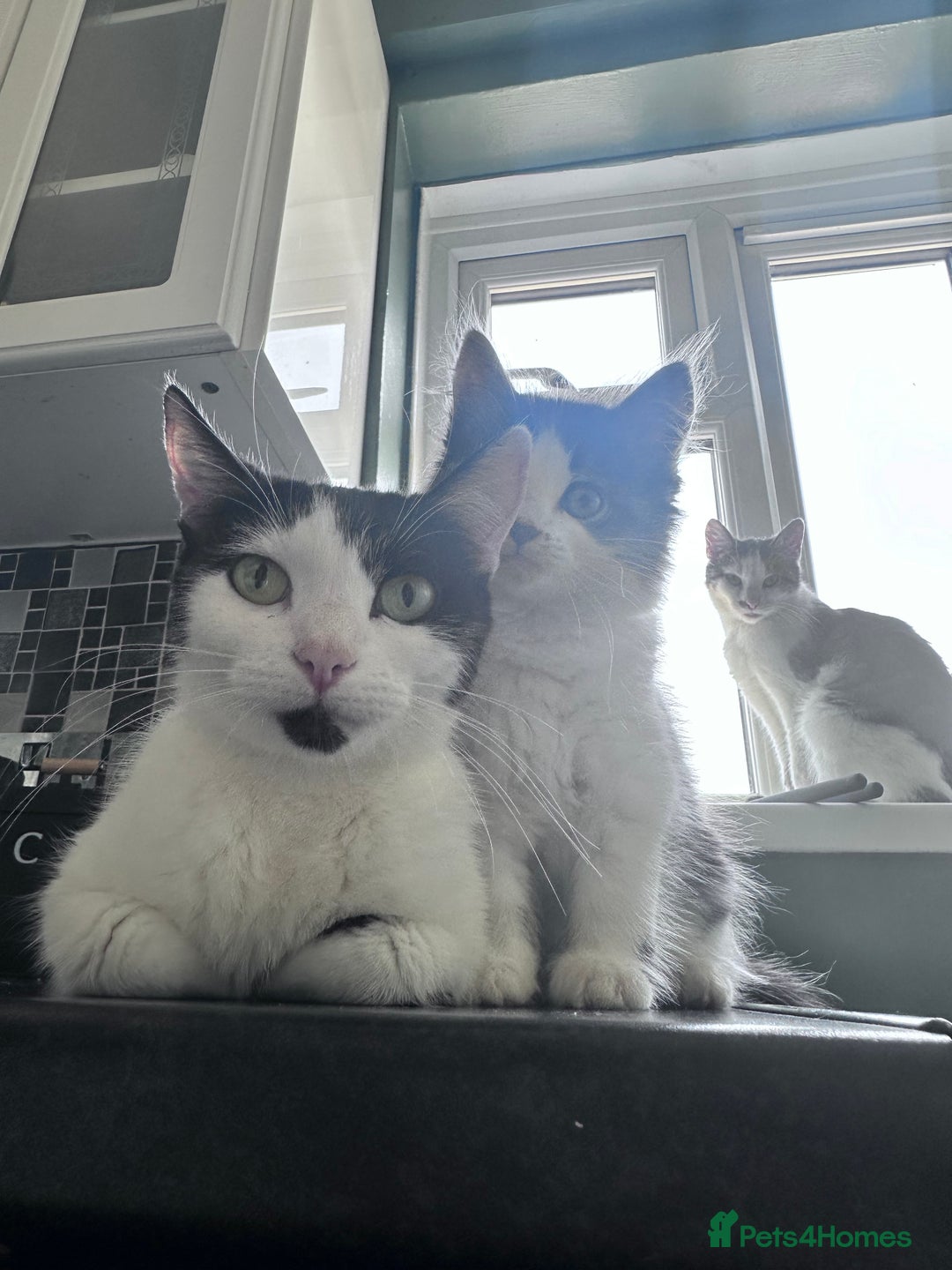 Mixed Breed cats for sale: Beautiful kittens  - Image 6
