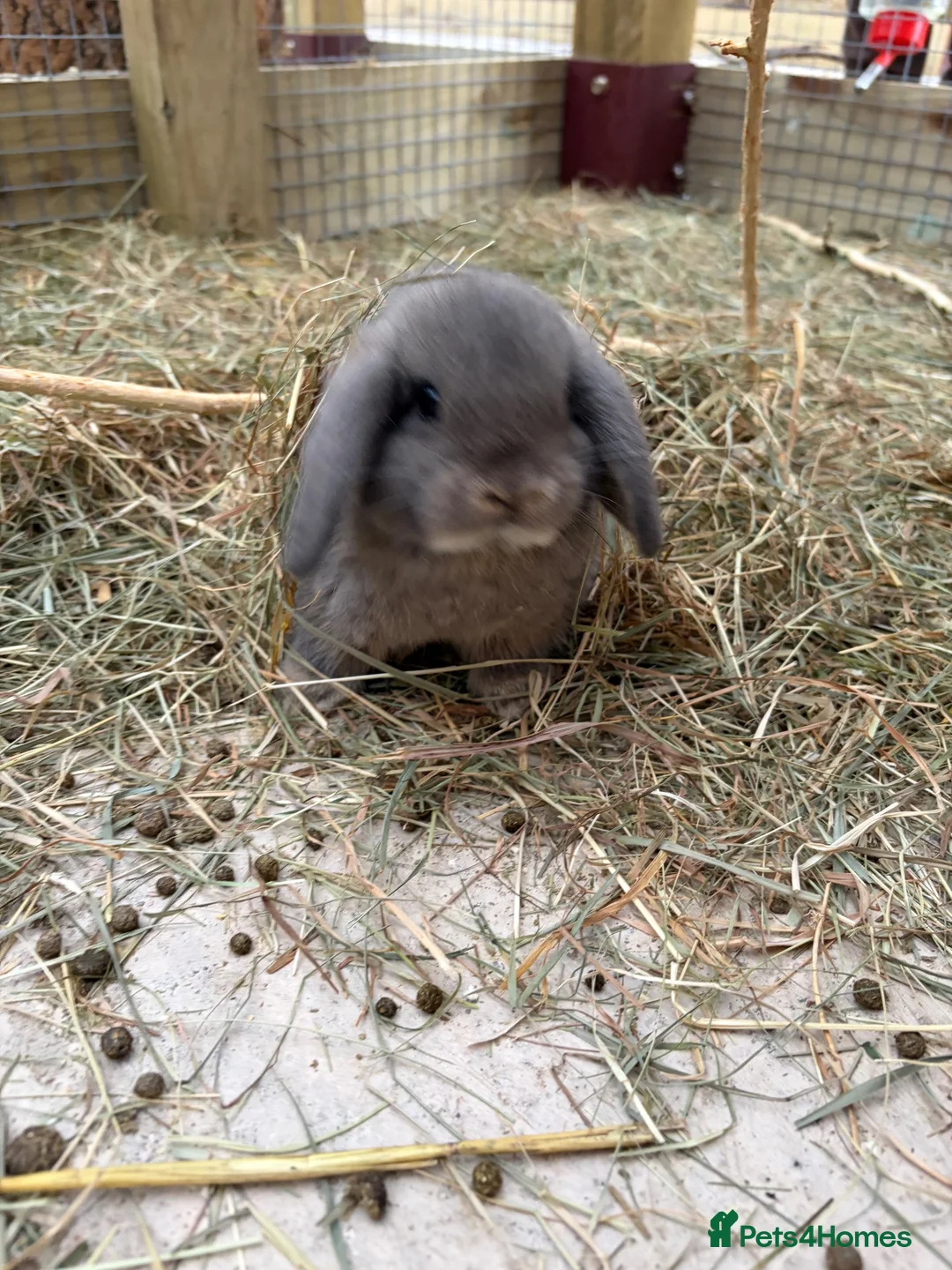 Mini Lop rabbits for sale: Mini Lops  - Advert 7