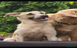 Mixed Breed dogs for adoption: Pumpkin  8 month old Macedonian rescue  - Image 1