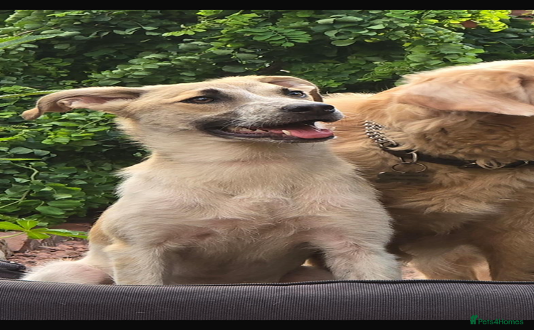 Mixed Breed dogs - Advert 16