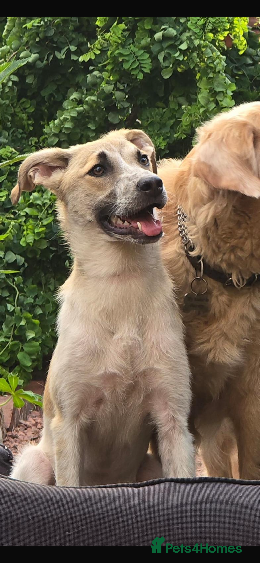 Mixed Breed dogs for adoption: Pumpkin  8 month old Macedonian rescue  - Image 1