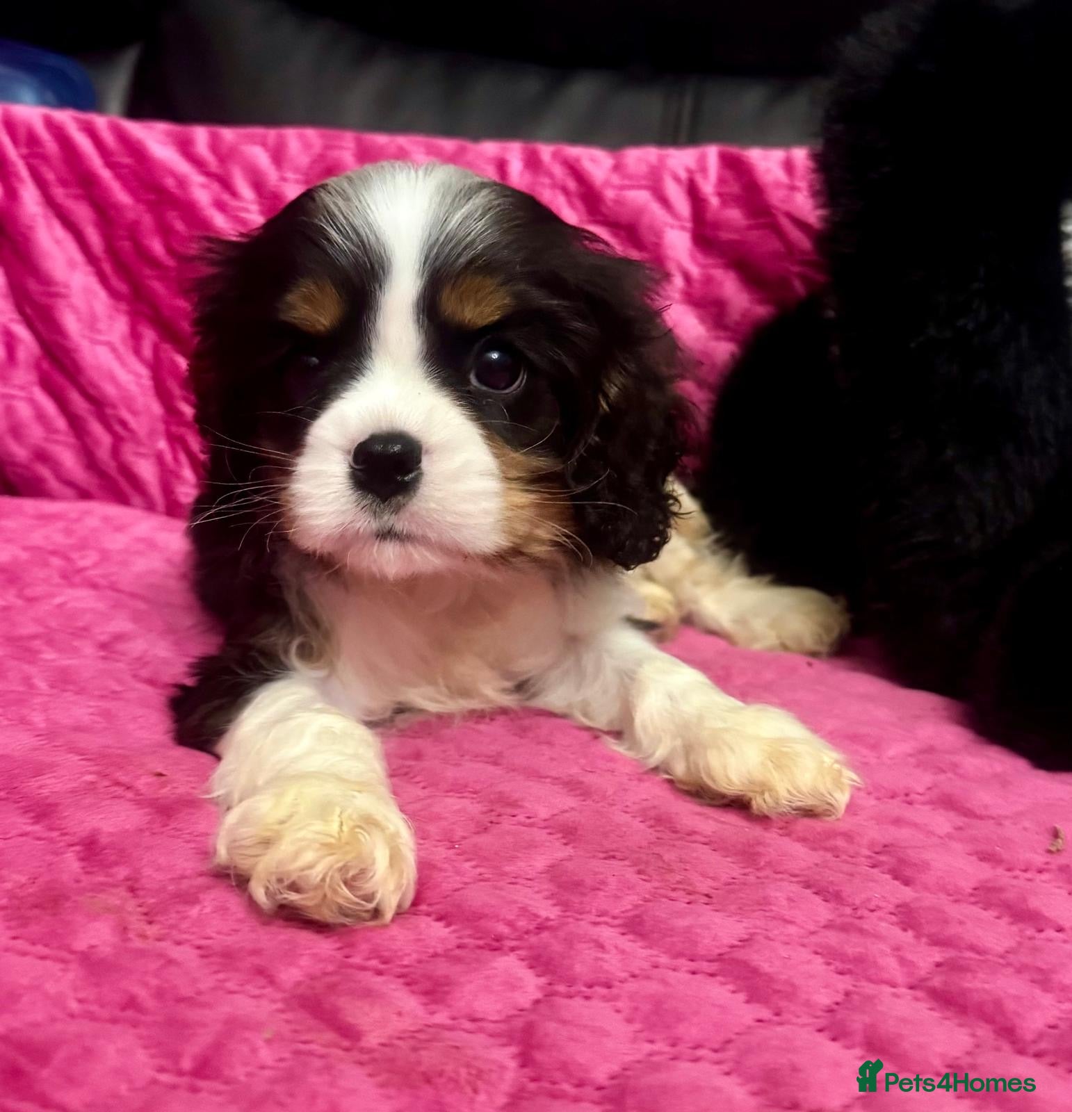 Cavalier King Charles Spaniel dogs Cavalier King Charles spaniel  - Advert 8