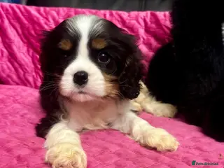 Cavalier King Charles Spaniel dogs Ready now Cavalier King Charles spaniel - Advert 6