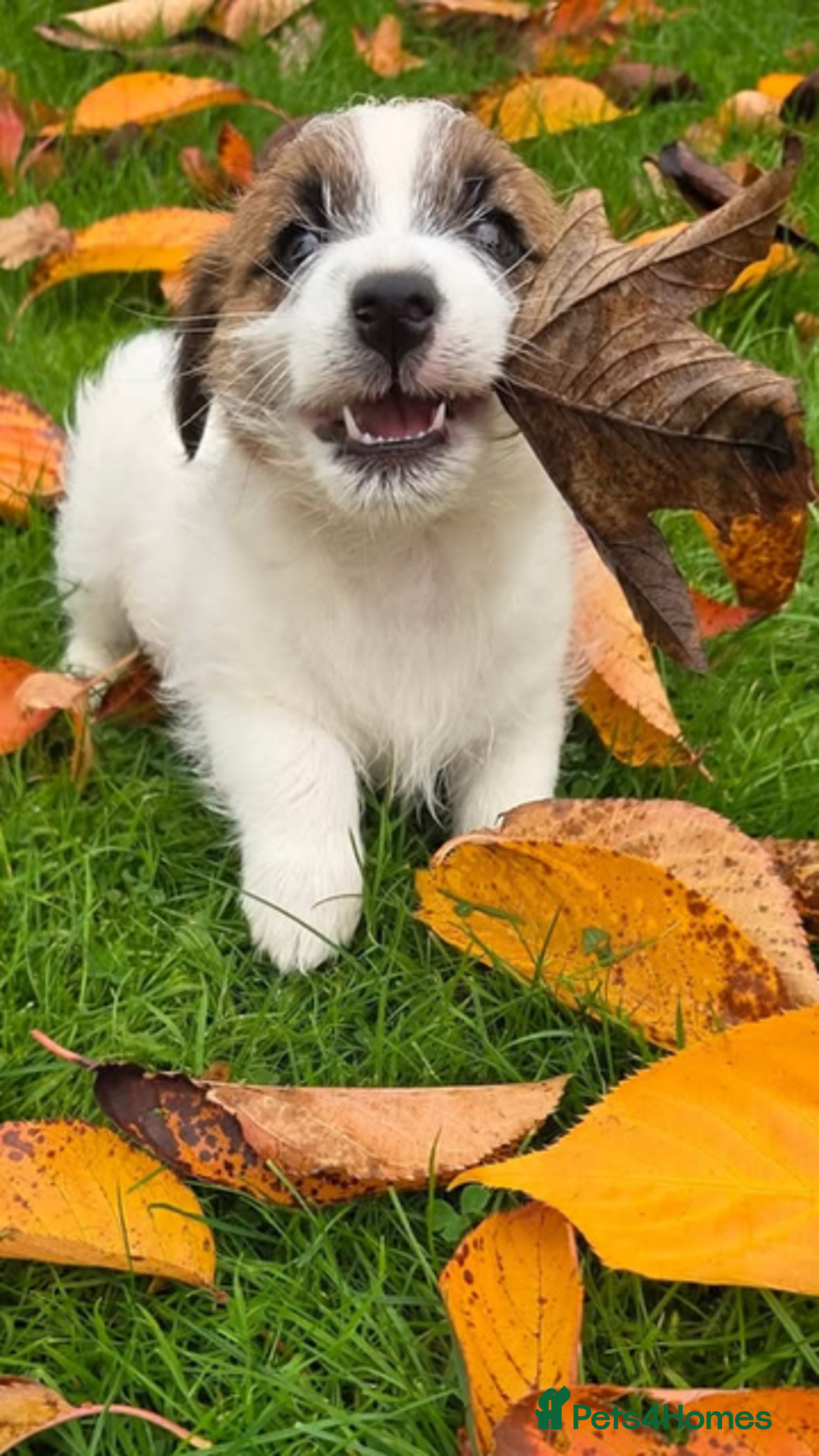 Jack Russell dogs for sale:         Stunning Jack  Russell   - Advert 2