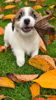 Jack Russell dogs Stunning Jack Russell - Advert 6