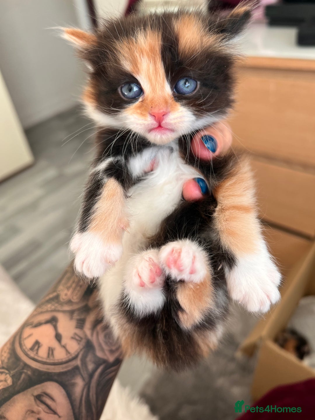 Mixed Breed cats for sale: Little bundles of purrfection  - Advert 3