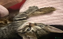 British Shorthair cats for sale: Pairs of Kittens - £100 for 2 (must be paired) - Image 6