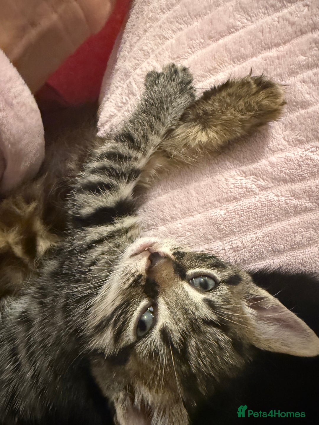 British Shorthair cats for sale: Pairs of Kittens - £100 for 2 (must be paired) - Image 6