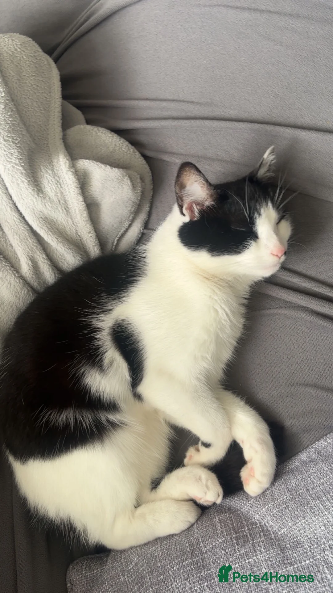 Mixed Breed cats for sale: mixed breed cat - Advert 2
