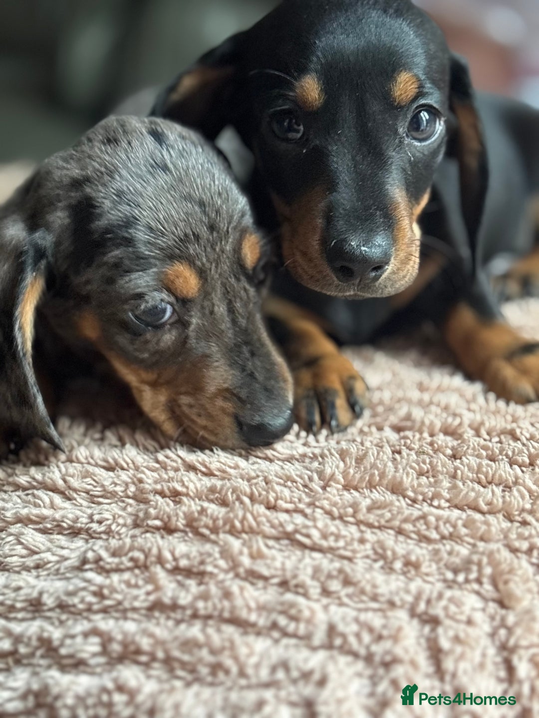 Dachshund dogs for sale: ⭐️KC reg miniature ⭐️Ready now litter Dachshunds  - Advert 17