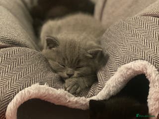 British Shorthair cats Stunning Pedigree British Shorthair Kittens in Portsmouth - Advert 2