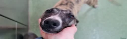 Whippet dogs for adoption: Posie - Advert 3