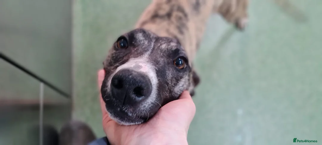 Whippet dogs for adoption: Posie - Advert 3