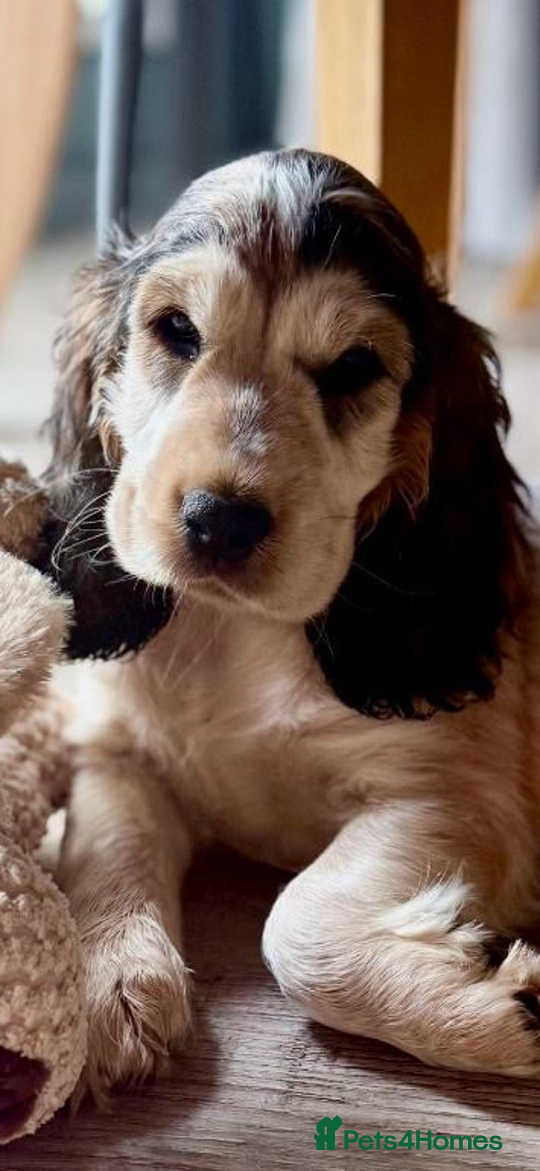 Cocker Spaniel dogs for sale: Stunning Pedigree KC Show Cocker Puppies  - Image 14