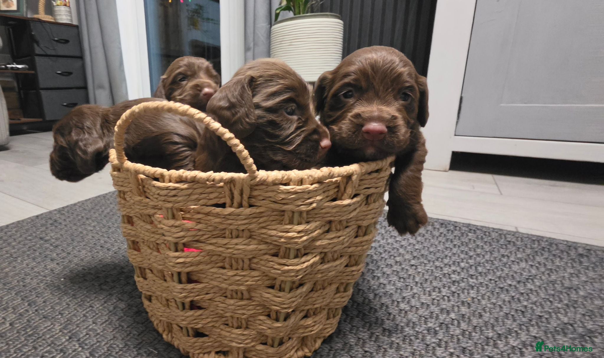Cocker Spaniel dogs   KC REG Working Chocolate spaniels babies - Advert 1