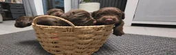 Cocker Spaniel dogs for sale: 8 october ready for their homes KC Reg 3 boys avai - Advert 24