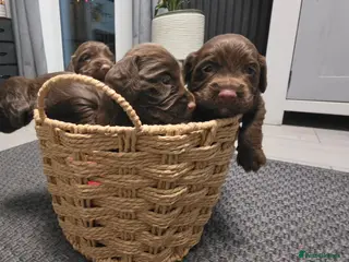 Cocker Spaniel dogs KC REG Working Chocolate spaniels babies - Advert 1