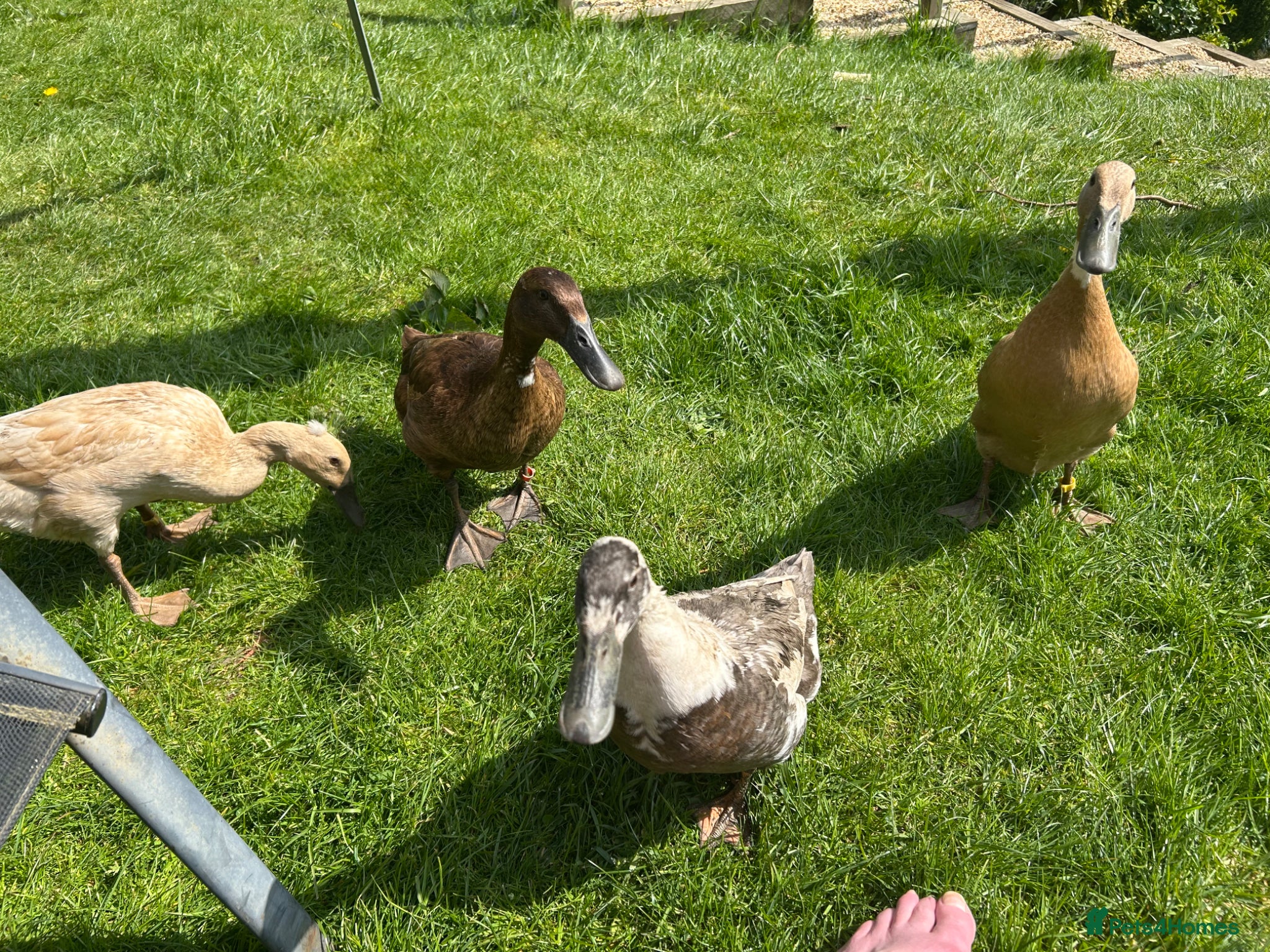 Ducks poultry Indian runner and khaki camble mixed  - Advert 1