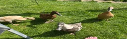 Ducks poultry for sale: Indian runner and khaki camble mixed  - Advert 1