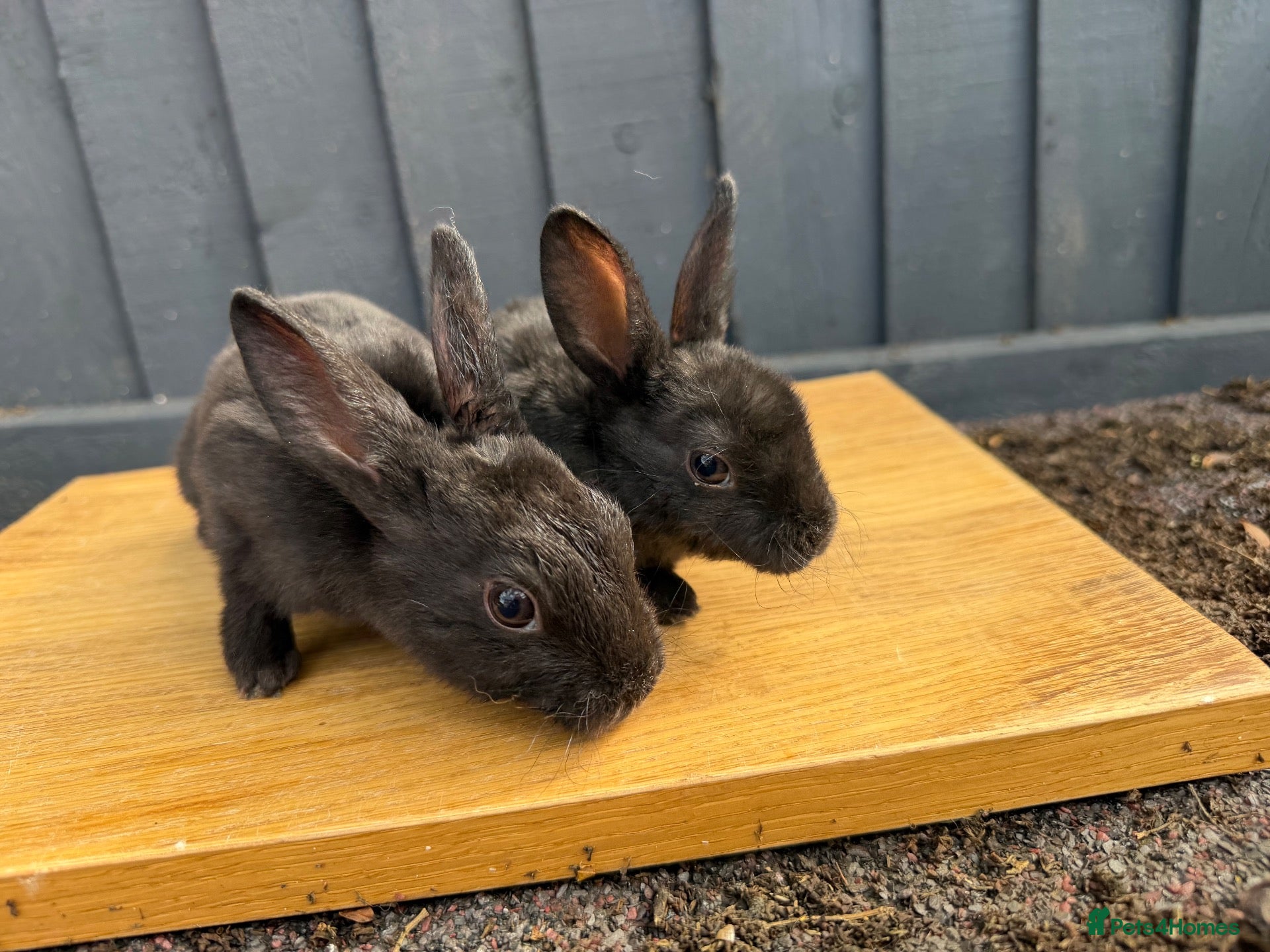 Rex rabbits 2 x female mini rex sisters - Advert 1