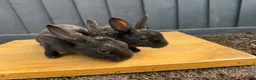 Rex rabbits for sale: 2 x female mini rex sisters - Advert 1