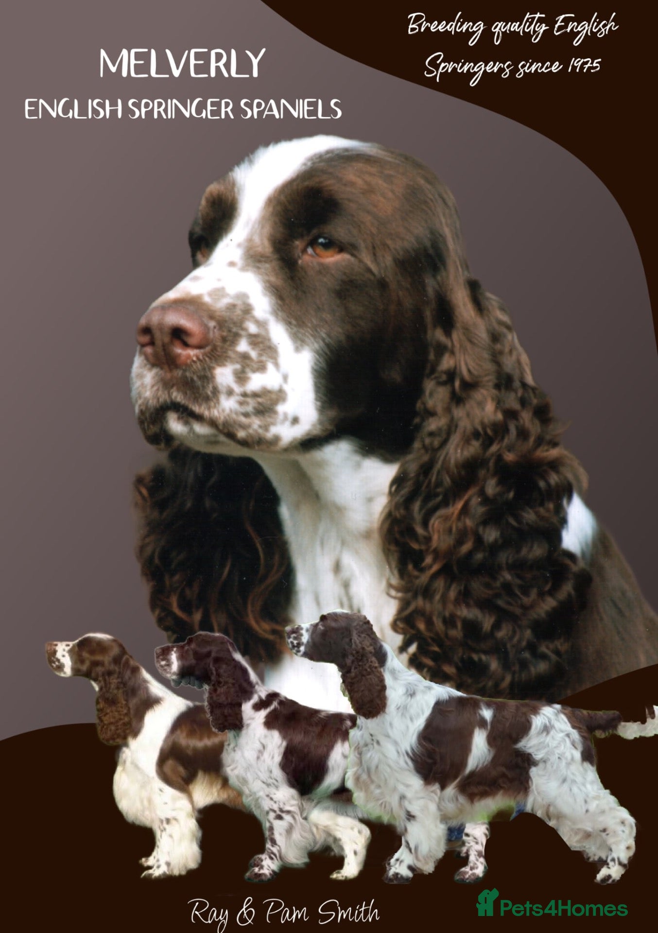 English Springer Spaniel dogs Show bred English Springer Spaniel puppies - Advert 17