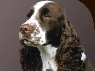 English Springer Spaniel dogs Show bred English Springer Spaniel puppies - Advert 17