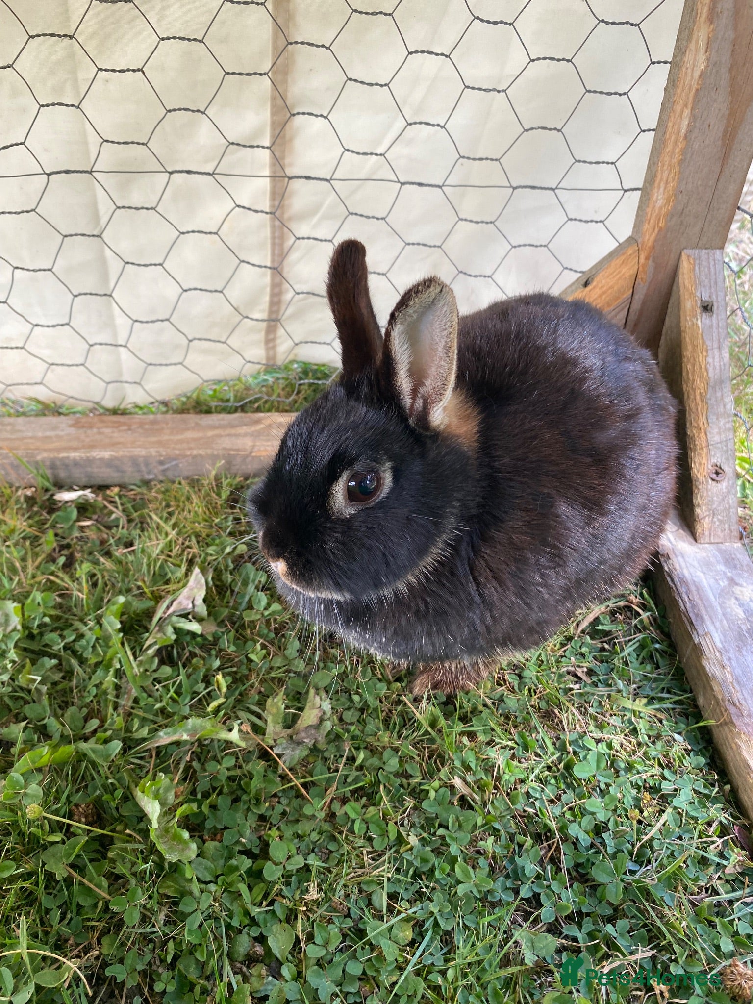 Mini Lop rabbits Three rabbits for sale - Advert 2