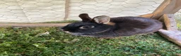 Mini Lop rabbits for sale: Three rabbits for sale - Advert 2