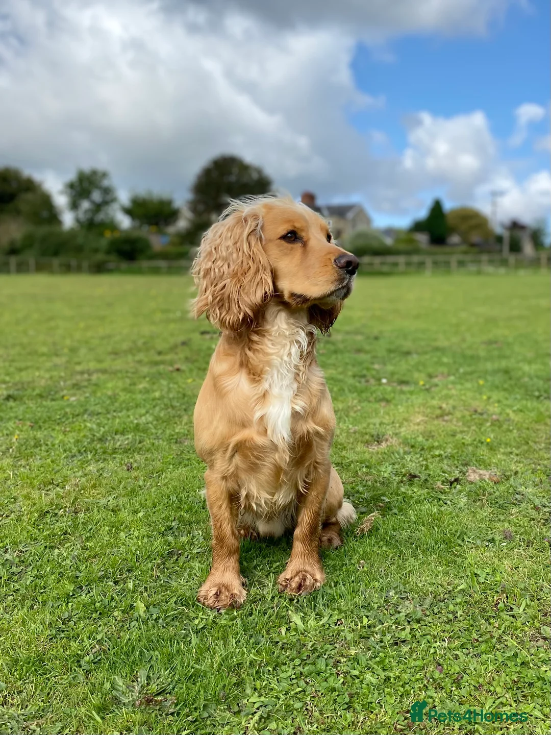 Cocker Spaniel dogs for stud: Working cocker stud - Advert 1