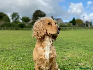 Cocker Spaniel dogs Working cocker stud - Advert 13