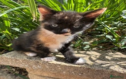 British Shorthair cats for sale: Female Ginger, Calico and Black and White - Image 7