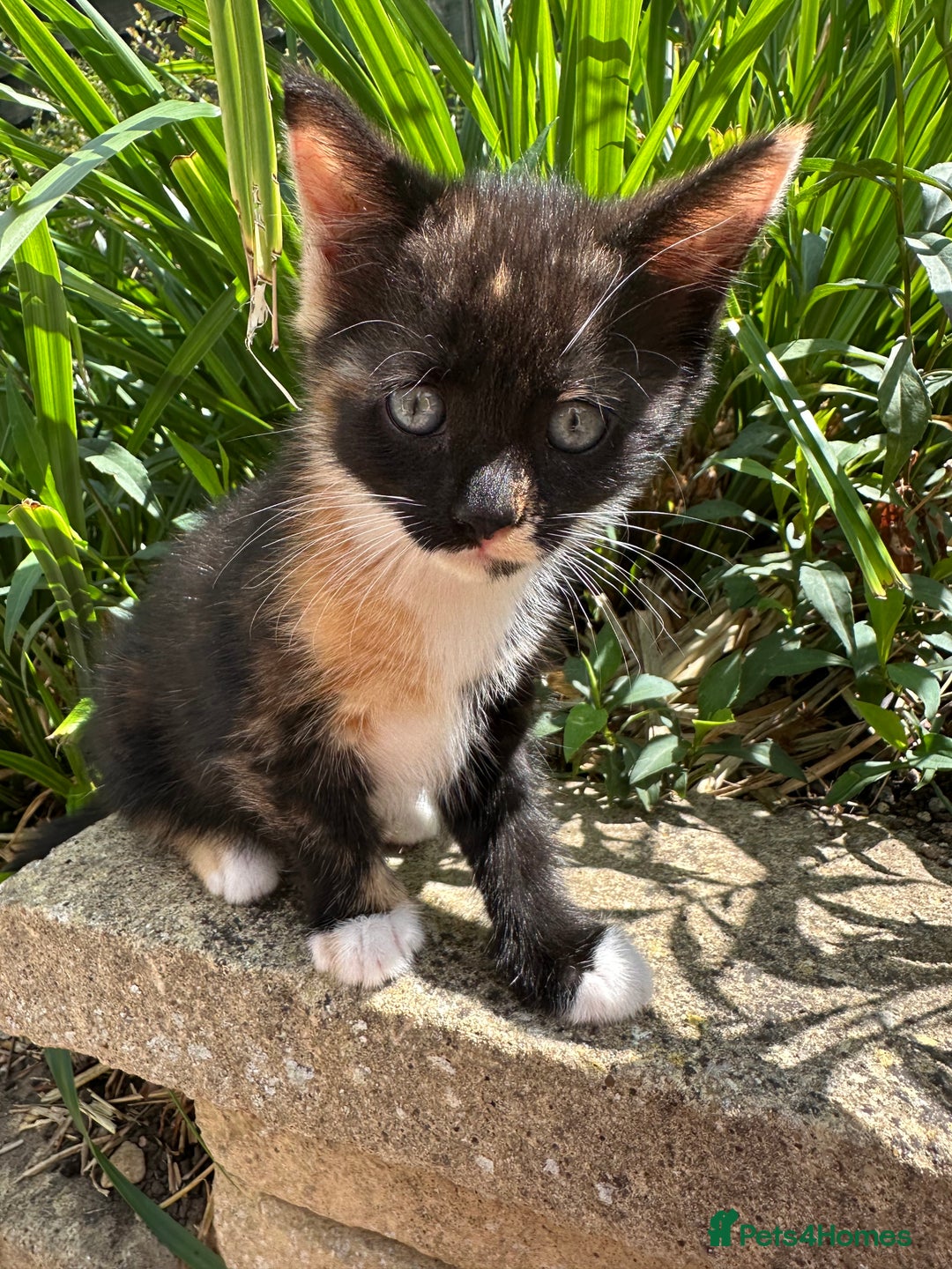 British Shorthair cats for sale: Female Ginger, Calico and Black and White - Image 7