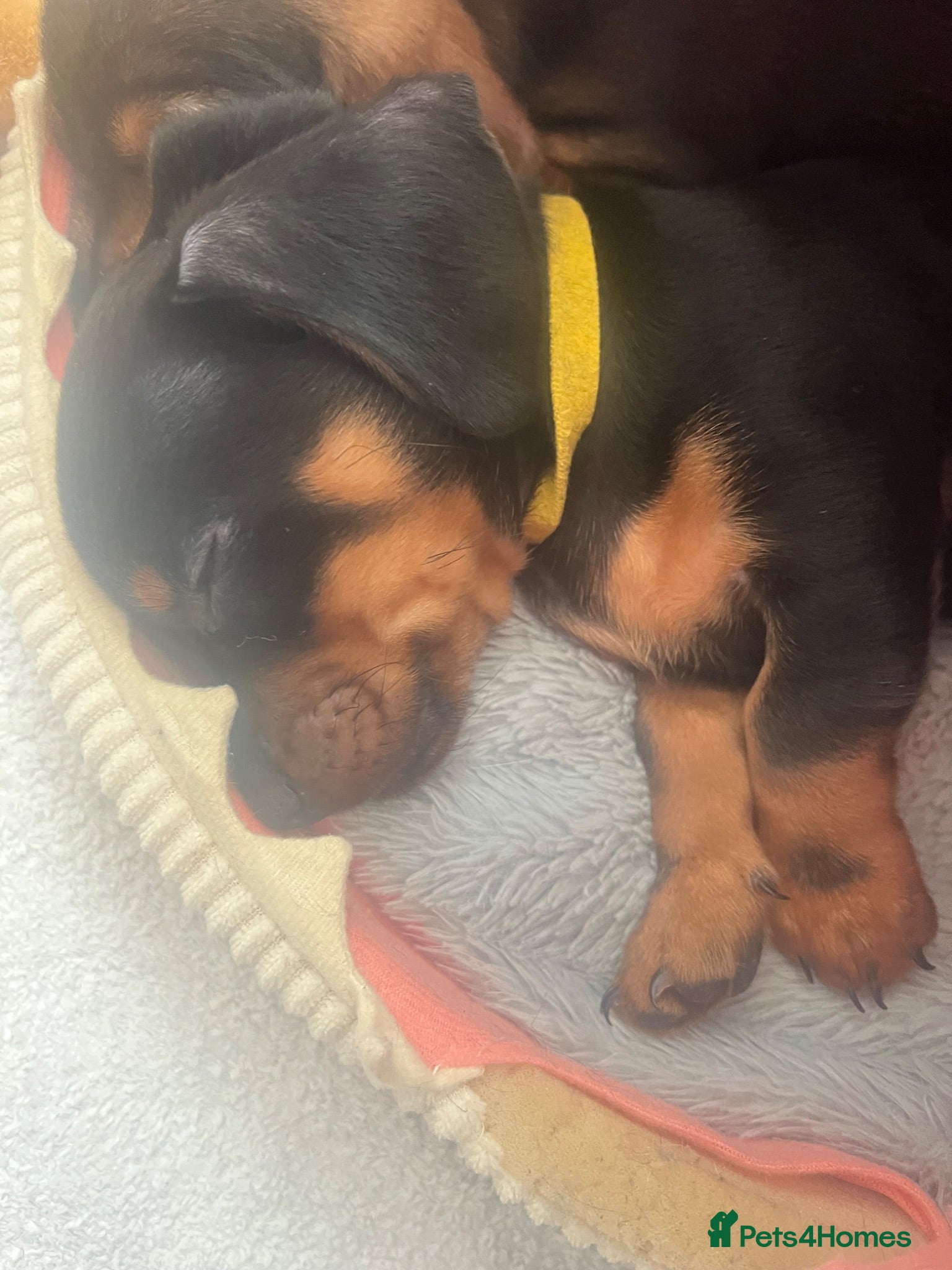 Miniature Dachshund dogs ONLY 2 LEFT Rescue Puppies Rough haired / Smooth - Advert 4