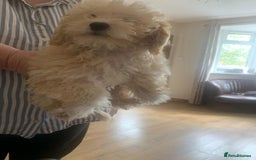 Shihpoo dogs for sale: Shihpoo Puppies f1b Fully Vaccinated Ready  - Image 25