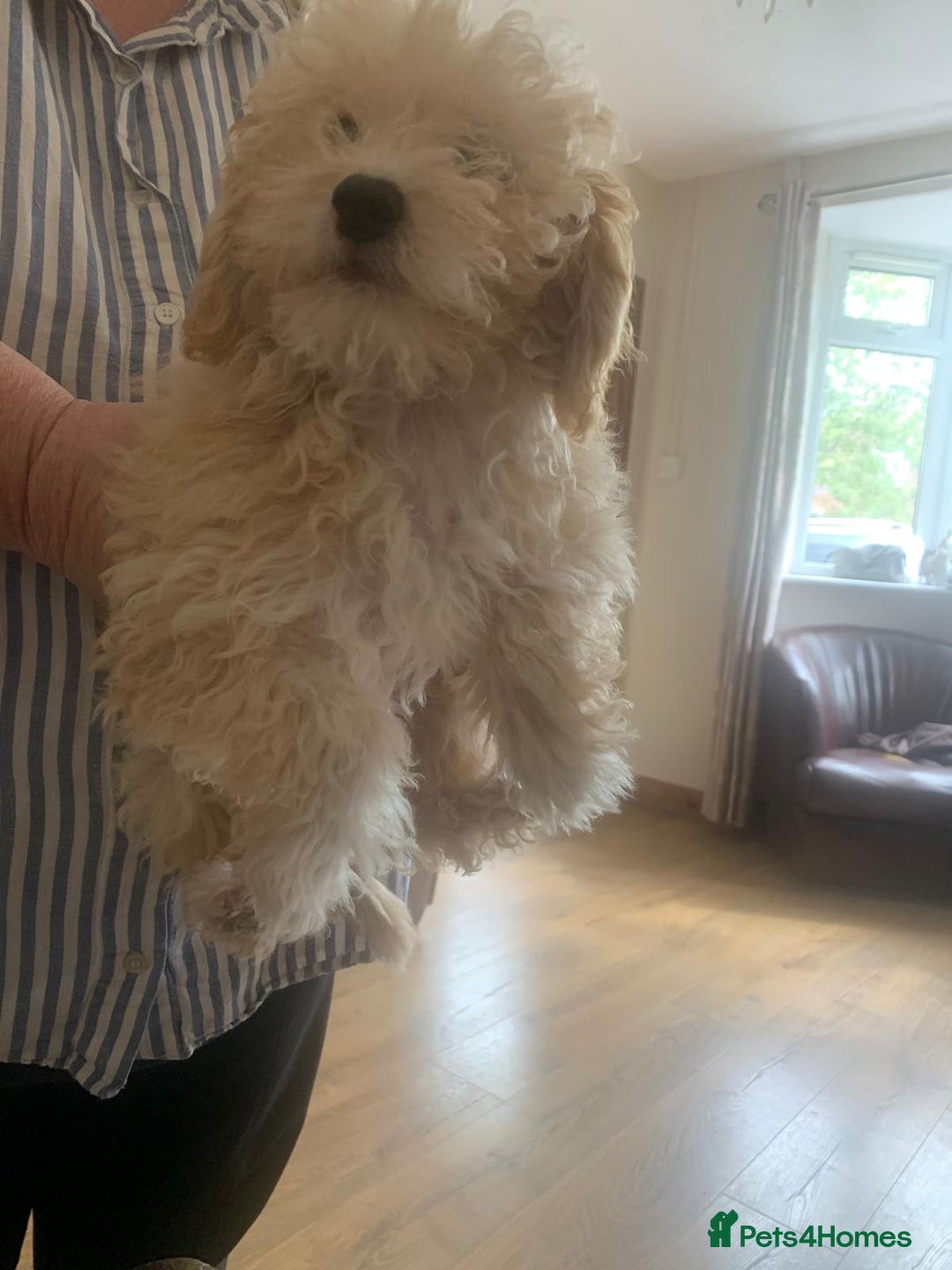 Shihpoo dogs for sale: Shihpoo Puppies f1b Fully Vaccinated Ready  - Image 25