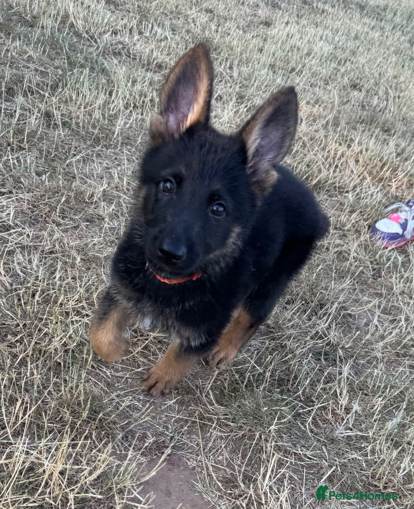 German Shepherd dogs !!!READY TO LEAVE!!! 10 beautiful GSD puppies - Advert 1