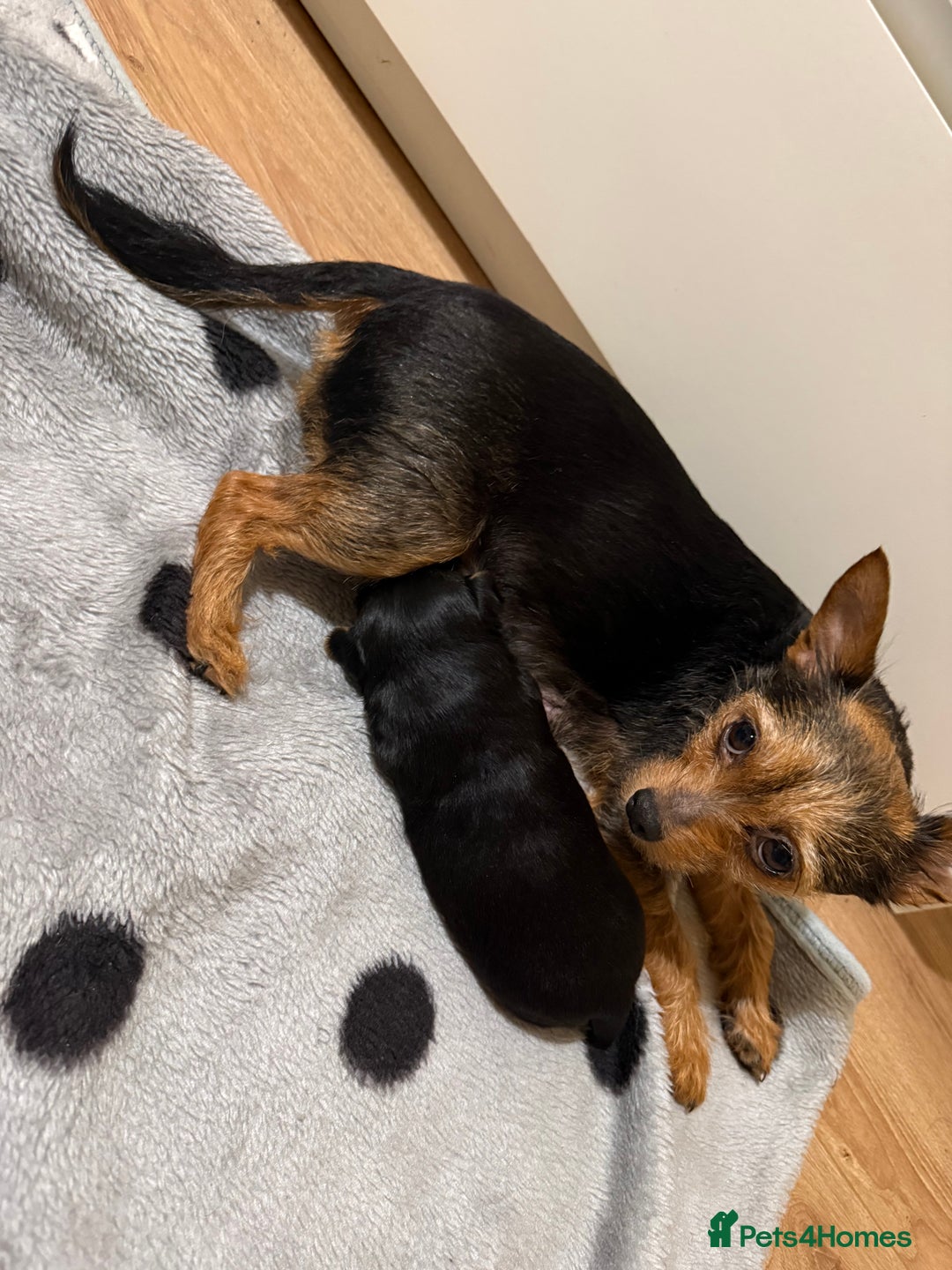 Mixed Breed dogs for sale: Yorki Puppies available from 21/12/25 - Advert 15