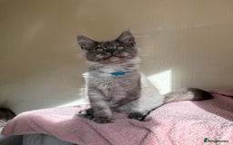 Maine Coon cats for sale: Pedigree GCCF Russian Import line Maine Coons - Image 6