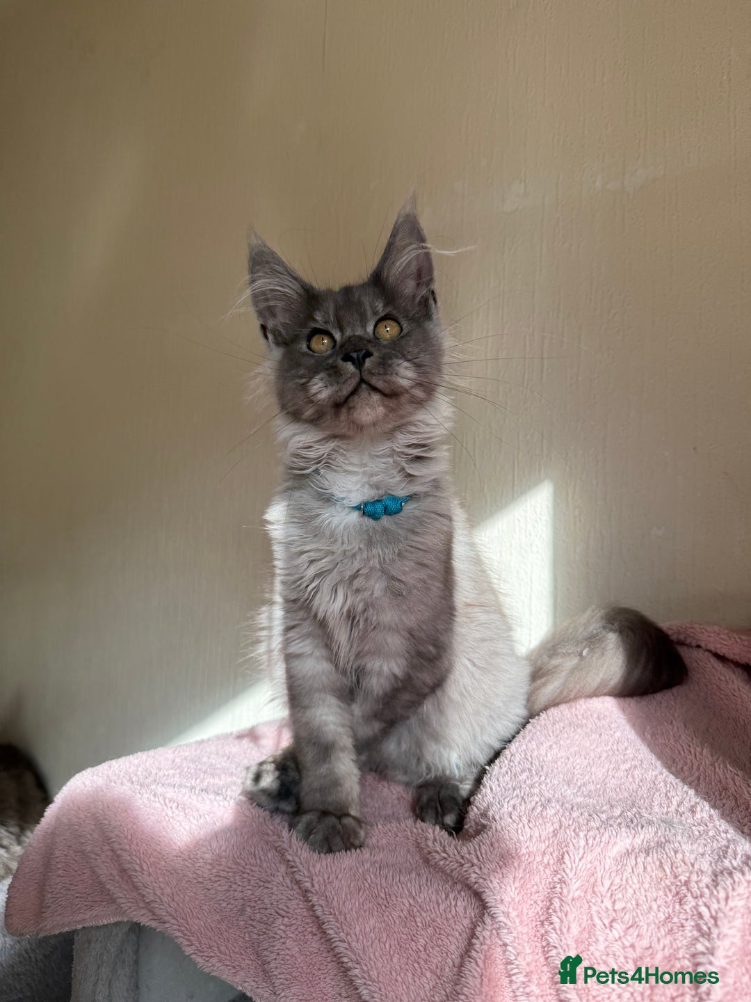 Maine Coon cats for sale: Pedigree GCCF Russian Import line Maine Coons - Image 6