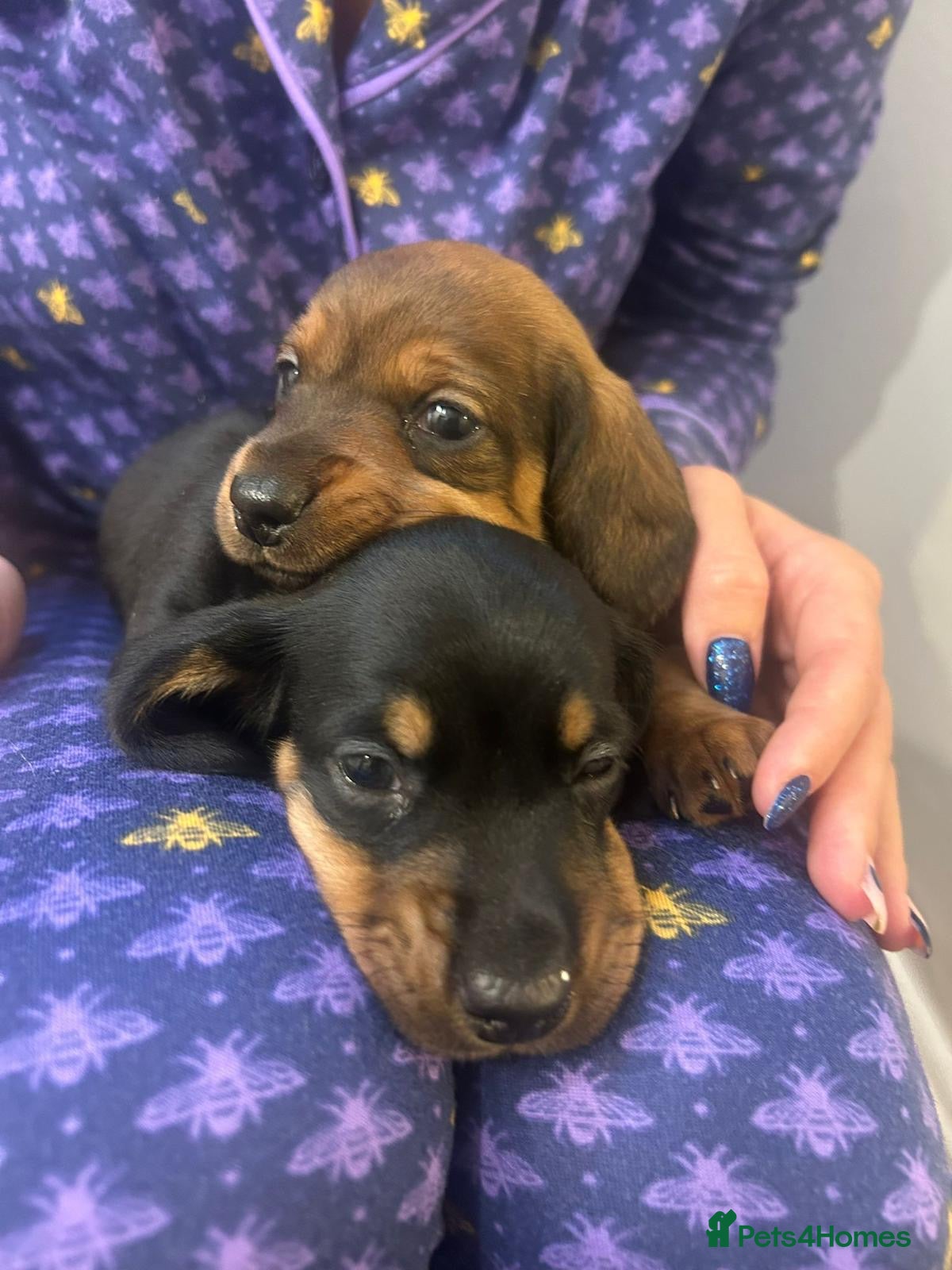 Dachshund dogs Two amazing Dachund boys for sale  - Advert 2