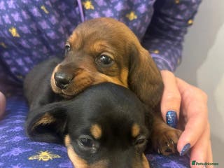 Dachshund dogs Two amazing Dachund boys for sale - Advert 2