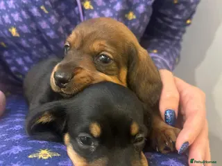 Dachshund dogs Two amazing Dachund boys for sale - Advert 14
